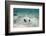 Southern Stingray, Belize Barrier Reef, Belize-Pete Oxford-Framed Photographic Print