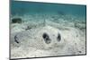 Southern Stingray, Belize Barrier Reef, Belize-Pete Oxford-Mounted Photographic Print