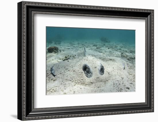 Southern Stingray, Belize Barrier Reef, Belize-Pete Oxford-Framed Photographic Print