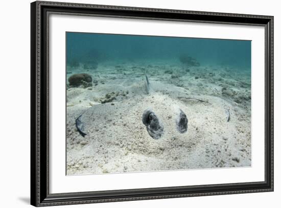 Southern Stingray, Belize Barrier Reef, Belize-Pete Oxford-Framed Photographic Print