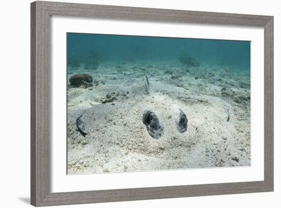 Southern Stingray, Belize Barrier Reef, Belize-Pete Oxford-Framed Photographic Print