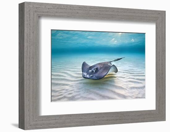 Southern Stingray (Dasyatis Americana) Female Swimming Over A Shallow Sand Bank-Alex Mustard-Framed Photographic Print