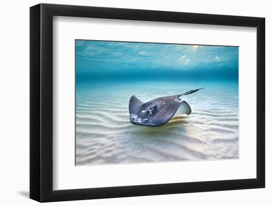 Southern Stingray (Dasyatis Americana) Female Swimming Over A Shallow Sand Bank-Alex Mustard-Framed Photographic Print