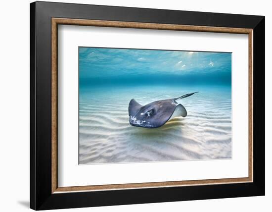 Southern Stingray (Dasyatis Americana) Female Swimming Over A Shallow Sand Bank-Alex Mustard-Framed Photographic Print