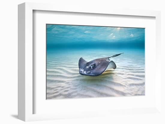 Southern Stingray (Dasyatis Americana) Female Swimming Over A Shallow Sand Bank-Alex Mustard-Framed Photographic Print