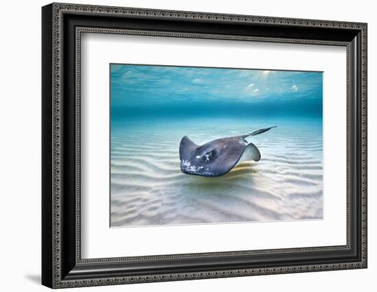 Southern Stingray (Dasyatis Americana) Female Swimming Over A Shallow Sand Bank-Alex Mustard-Framed Photographic Print