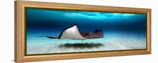 Southern Stingray (Dasyatis Americana), North Sound, Grand Cayman, Cayman Islands-null-Framed Stretched Canvas