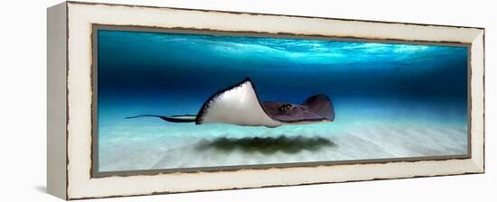 Southern Stingray (Dasyatis Americana), North Sound, Grand Cayman, Cayman Islands-null-Framed Stretched Canvas