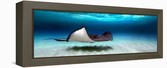 Southern Stingray (Dasyatis Americana), North Sound, Grand Cayman, Cayman Islands-null-Framed Stretched Canvas