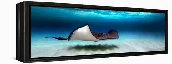 Southern Stingray (Dasyatis Americana), North Sound, Grand Cayman, Cayman Islands-null-Framed Stretched Canvas