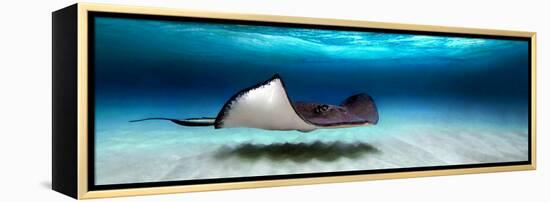 Southern Stingray (Dasyatis Americana), North Sound, Grand Cayman, Cayman Islands-null-Framed Stretched Canvas