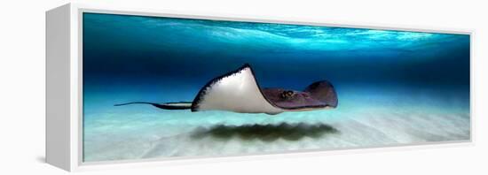 Southern Stingray (Dasyatis Americana), North Sound, Grand Cayman, Cayman Islands-null-Framed Stretched Canvas