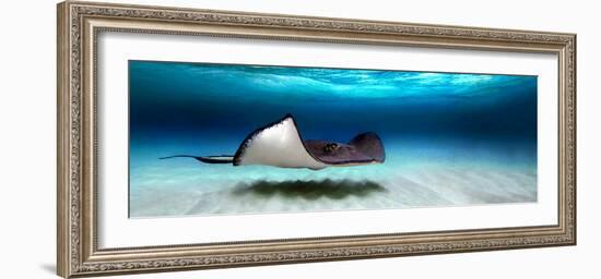 Southern Stingray (Dasyatis Americana), North Sound, Grand Cayman, Cayman Islands-null-Framed Photographic Print