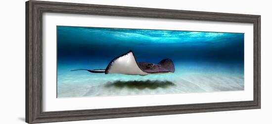 Southern Stingray (Dasyatis Americana), North Sound, Grand Cayman, Cayman Islands--Framed Photographic Print