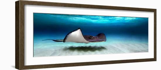 Southern Stingray (Dasyatis Americana), North Sound, Grand Cayman, Cayman Islands-null-Framed Photographic Print