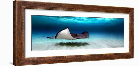 Southern Stingray (Dasyatis Americana), North Sound, Grand Cayman, Cayman Islands--Framed Photographic Print