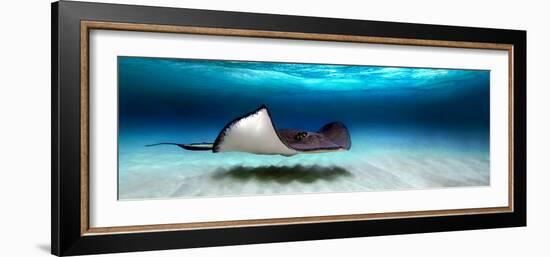 Southern Stingray (Dasyatis Americana), North Sound, Grand Cayman, Cayman Islands--Framed Photographic Print