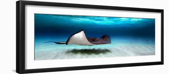 Southern Stingray (Dasyatis Americana), North Sound, Grand Cayman, Cayman Islands--Framed Photographic Print