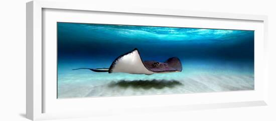 Southern Stingray (Dasyatis Americana), North Sound, Grand Cayman, Cayman Islands-null-Framed Photographic Print