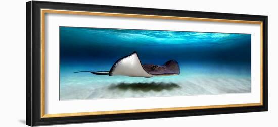 Southern Stingray (Dasyatis Americana), North Sound, Grand Cayman, Cayman Islands--Framed Photographic Print