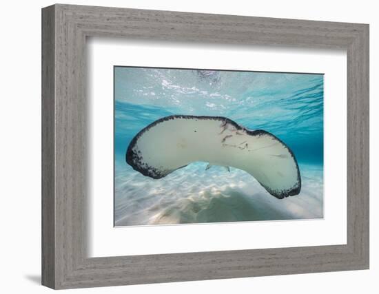 Southern Stingray (Dasyatis Americana) Swimming over a Sand Bar in the Early Morning-Alex Mustard-Framed Photographic Print