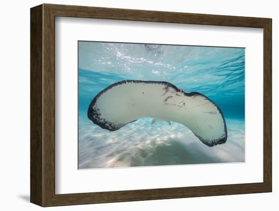 Southern Stingray (Dasyatis Americana) Swimming over a Sand Bar in the Early Morning-Alex Mustard-Framed Photographic Print