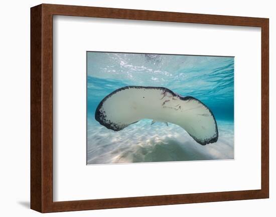 Southern Stingray (Dasyatis Americana) Swimming over a Sand Bar in the Early Morning-Alex Mustard-Framed Photographic Print