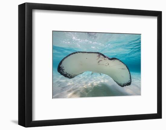 Southern Stingray (Dasyatis Americana) Swimming over a Sand Bar in the Early Morning-Alex Mustard-Framed Photographic Print