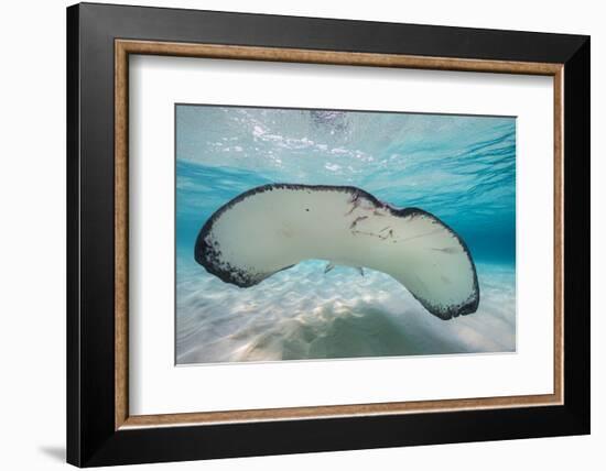 Southern Stingray (Dasyatis Americana) Swimming over a Sand Bar in the Early Morning-Alex Mustard-Framed Photographic Print