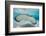 Southern Stingray (Dasyatis Americana) Swimming over a Sand Bar in the Early Morning-Alex Mustard-Framed Photographic Print