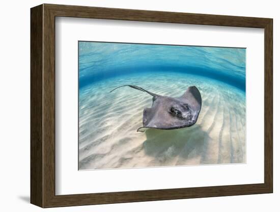 Southern stingray female swimming over sand bank, Grand Cayman, British West Indies-Alex Mustard-Framed Photographic Print