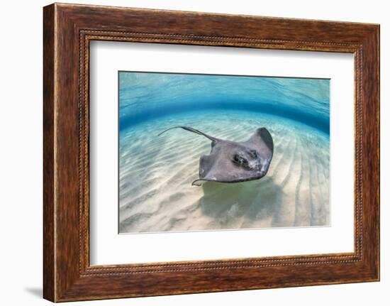 Southern stingray female swimming over sand bank, Grand Cayman, British West Indies-Alex Mustard-Framed Photographic Print