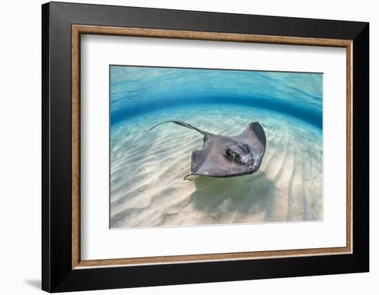 Southern stingray female swimming over sand bank, Grand Cayman, British West Indies-Alex Mustard-Framed Photographic Print