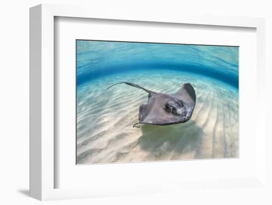 Southern stingray female swimming over sand bank, Grand Cayman, British West Indies-Alex Mustard-Framed Photographic Print