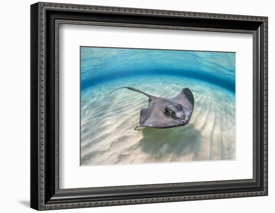 Southern stingray female swimming over sand bank, Grand Cayman, British West Indies-Alex Mustard-Framed Photographic Print