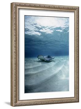Southern Stingray-Georgette Douwma-Framed Photographic Print