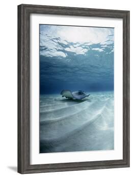 Southern Stingray-Georgette Douwma-Framed Photographic Print