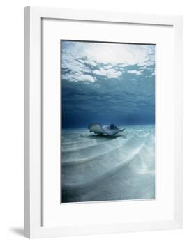 Southern Stingray-Georgette Douwma-Framed Photographic Print