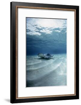 Southern Stingray-Georgette Douwma-Framed Photographic Print