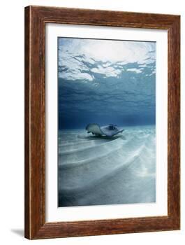 Southern Stingray-Georgette Douwma-Framed Photographic Print