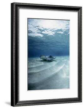 Southern Stingray-Georgette Douwma-Framed Photographic Print