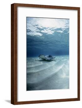 Southern Stingray-Georgette Douwma-Framed Photographic Print