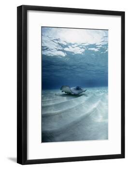 Southern Stingray-Georgette Douwma-Framed Photographic Print