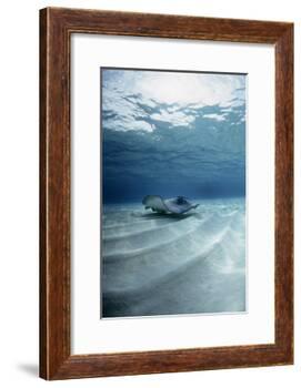Southern Stingray-Georgette Douwma-Framed Photographic Print