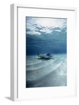 Southern Stingray-Georgette Douwma-Framed Photographic Print