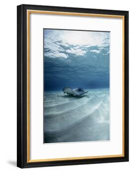 Southern Stingray-Georgette Douwma-Framed Photographic Print
