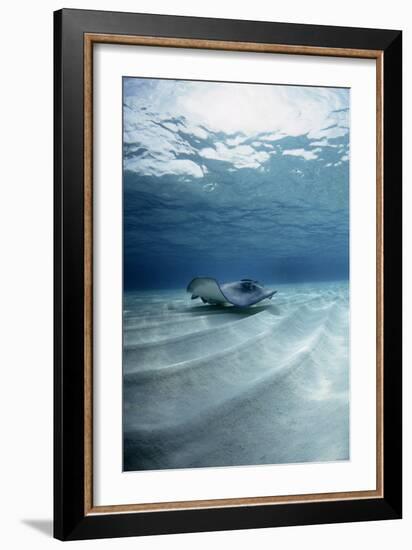 Southern Stingray-Georgette Douwma-Framed Photographic Print