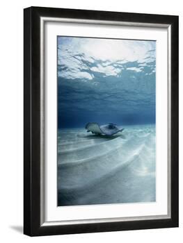 Southern Stingray-Georgette Douwma-Framed Photographic Print