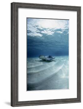 Southern Stingray-Georgette Douwma-Framed Photographic Print