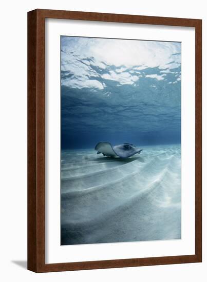 Southern Stingray-Georgette Douwma-Framed Photographic Print